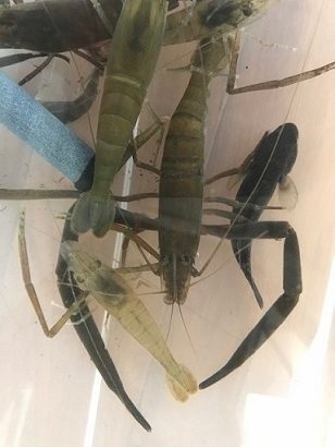 簡単 手長エビ釣り かめや釣具