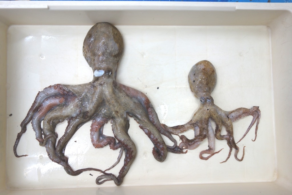 値下げしました！ワンナッククラーケンKC822XH タコ釣り