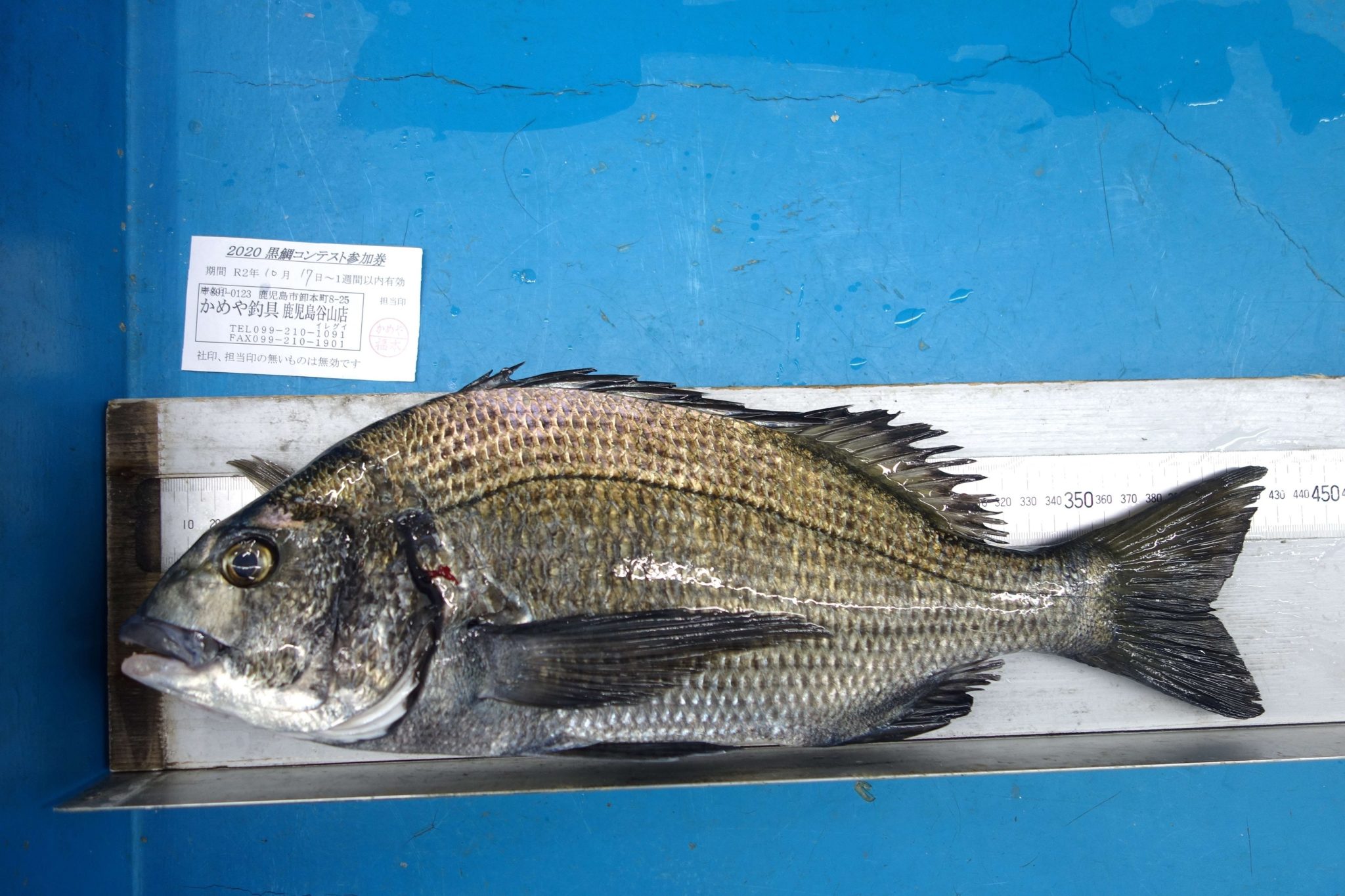 秋チヌ本番‼錦江湾、近くの堤防でフカセ釣りにて良型の黒鯛のお