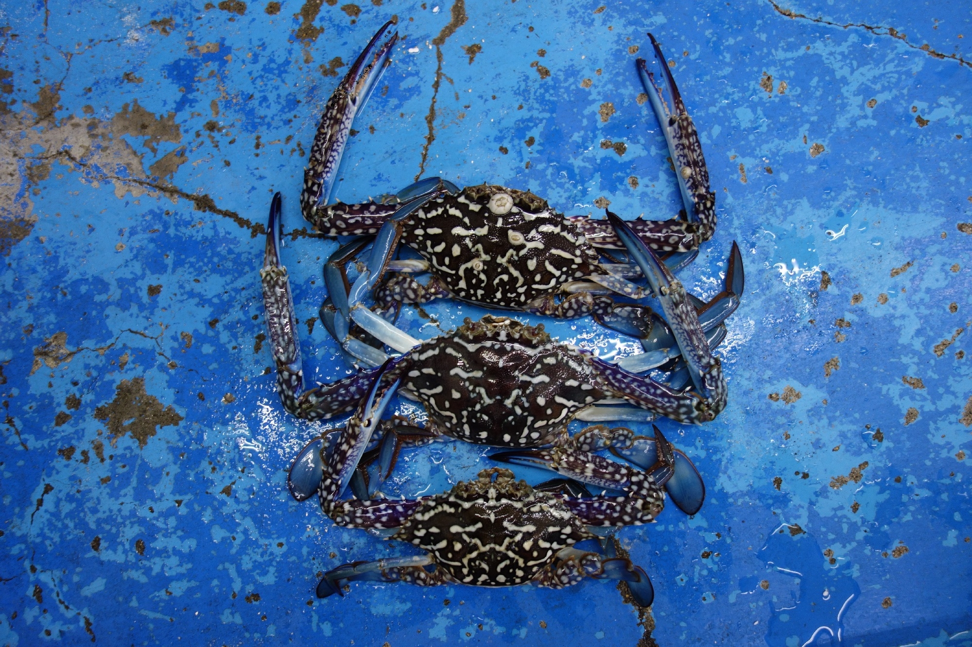 ガザミ大漁 宮崎店 かめや釣具