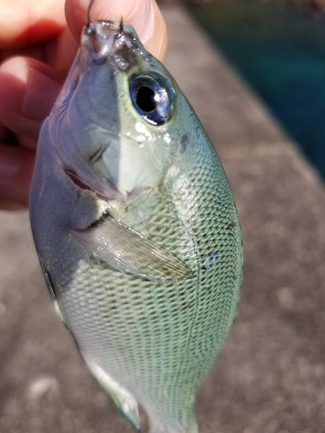 宮崎 堤防ウキ釣りでコッパの釣果 かめや釣具