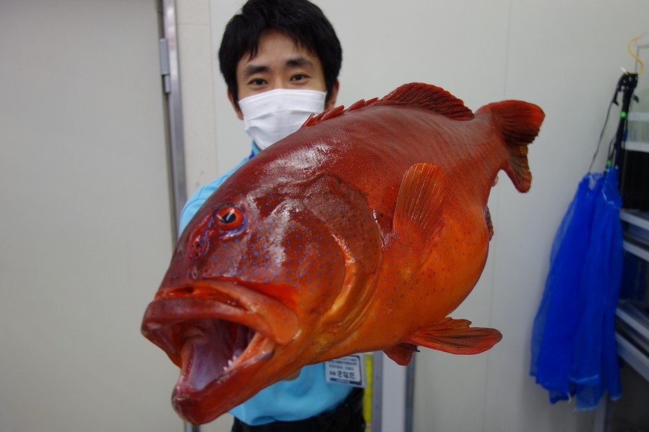 沖縄3大高級魚スジアラ到来です!! 宮崎店 | かめや釣具