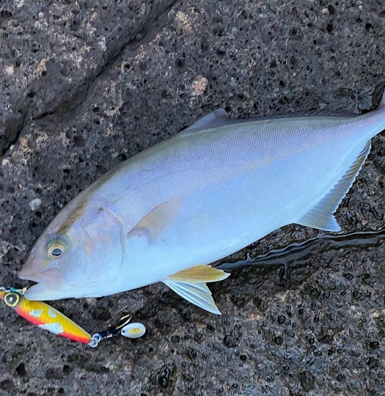 釣行記 巻くだけで何でも釣れます 近場でライトショアジギング 鹿児島姶良店 かめや釣具
