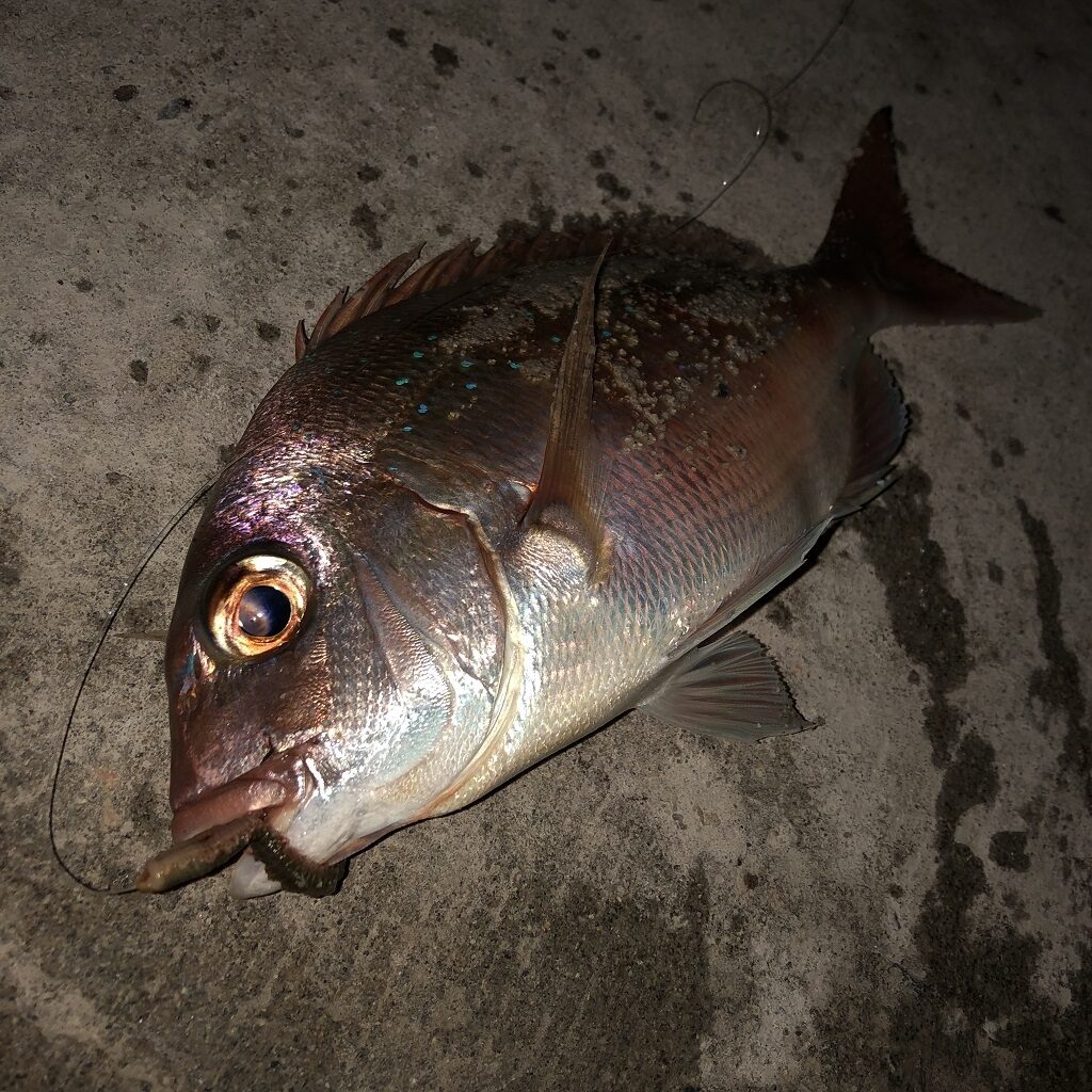 加治木港 夜のぶっこみ釣りでマゴチ タイの釣果 かめや釣具