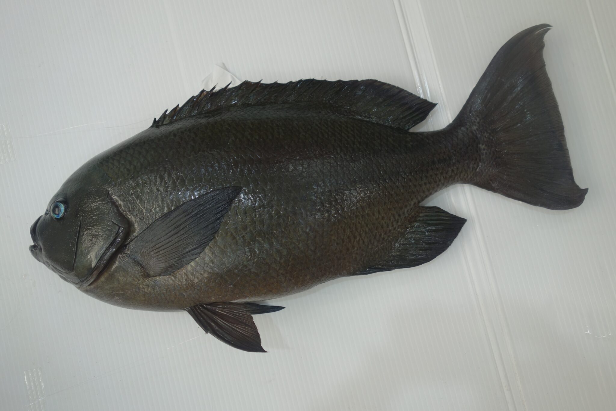 良型グレお持ち込み頂きました! 鹿児島城南店 | かめや釣具