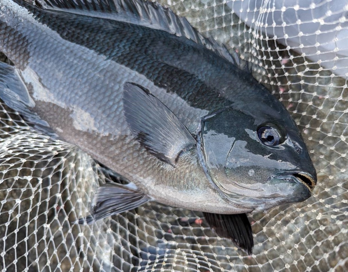 【釣行記】鹿児島のグレへシーズン初頭のご挨拶 | かめや釣具