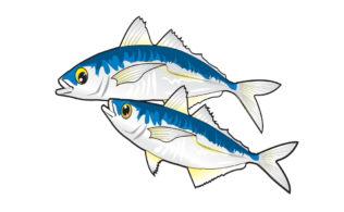 アジ好調！サビキなどで釣れてます！
