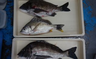 キビレ、クロダイの釣果!　宮崎店