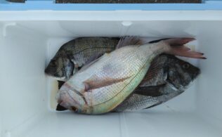 谷山周辺でチヌ・真鯛の釣果！