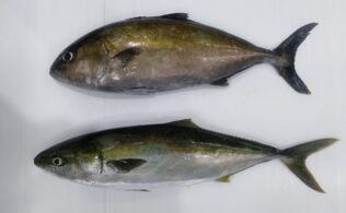 湾内泳がせにてブリ・カンパチの釣果あり！鹿児島城南店