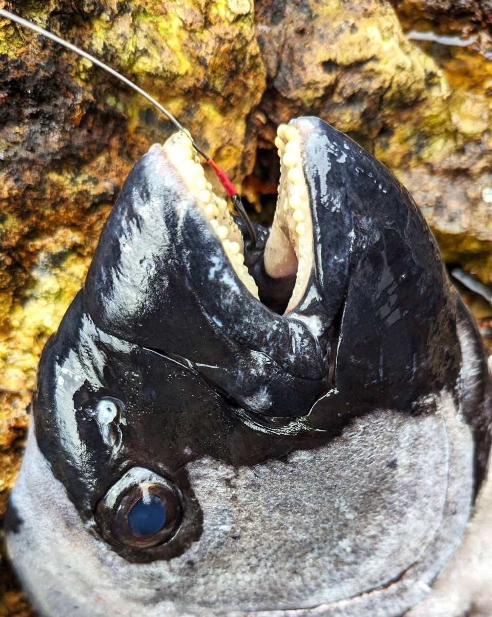 釣行記】枕崎でお久し銀ワサ！【底物釣り】 | かめや釣具
