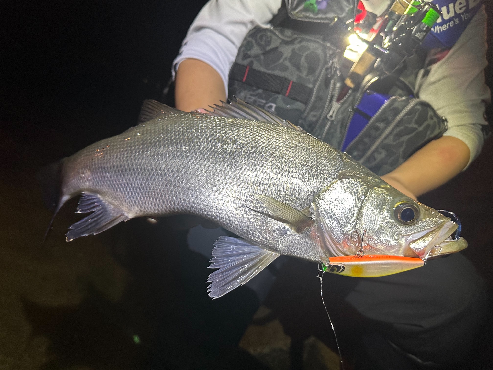 シーバス HUミノー111Sで78&75センチ！東京湾シーバスハイシーズン突入！！ 須江