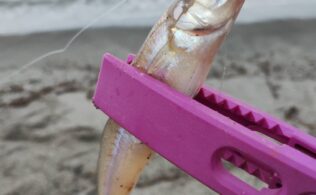 吹上方面にてキス釣れてます！
