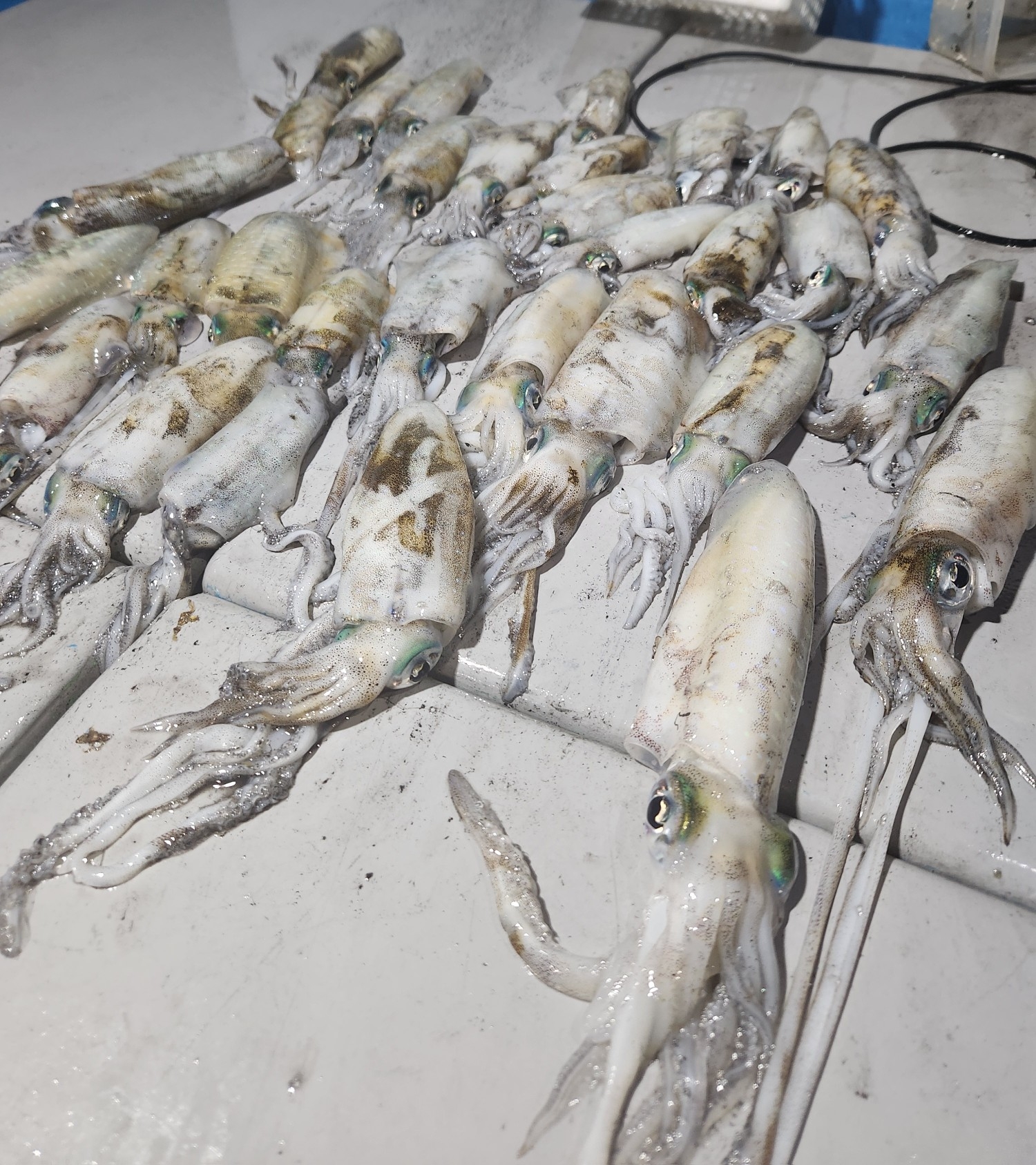 釣行】錦江湾ナイトティップランがスゴすぎる!!今年のアオリイカは