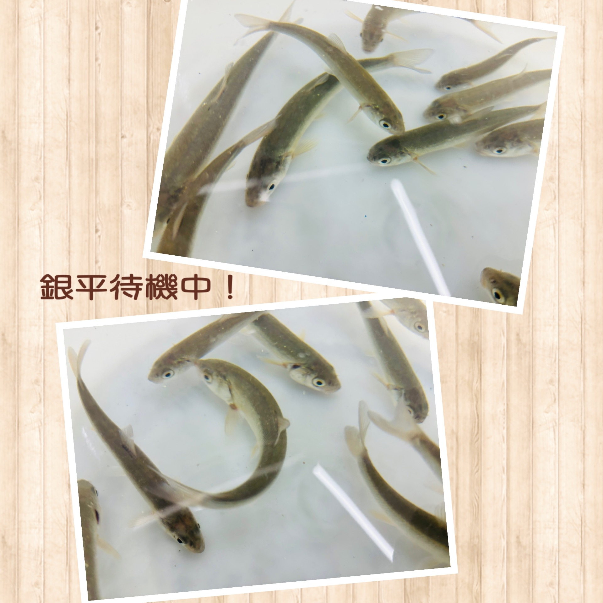 入荷情報】銀平入荷！泳がせ釣りに！！かめや釣具鹿児島姶良店