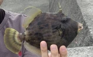 カワハギ市内近郊にて釣れてます！