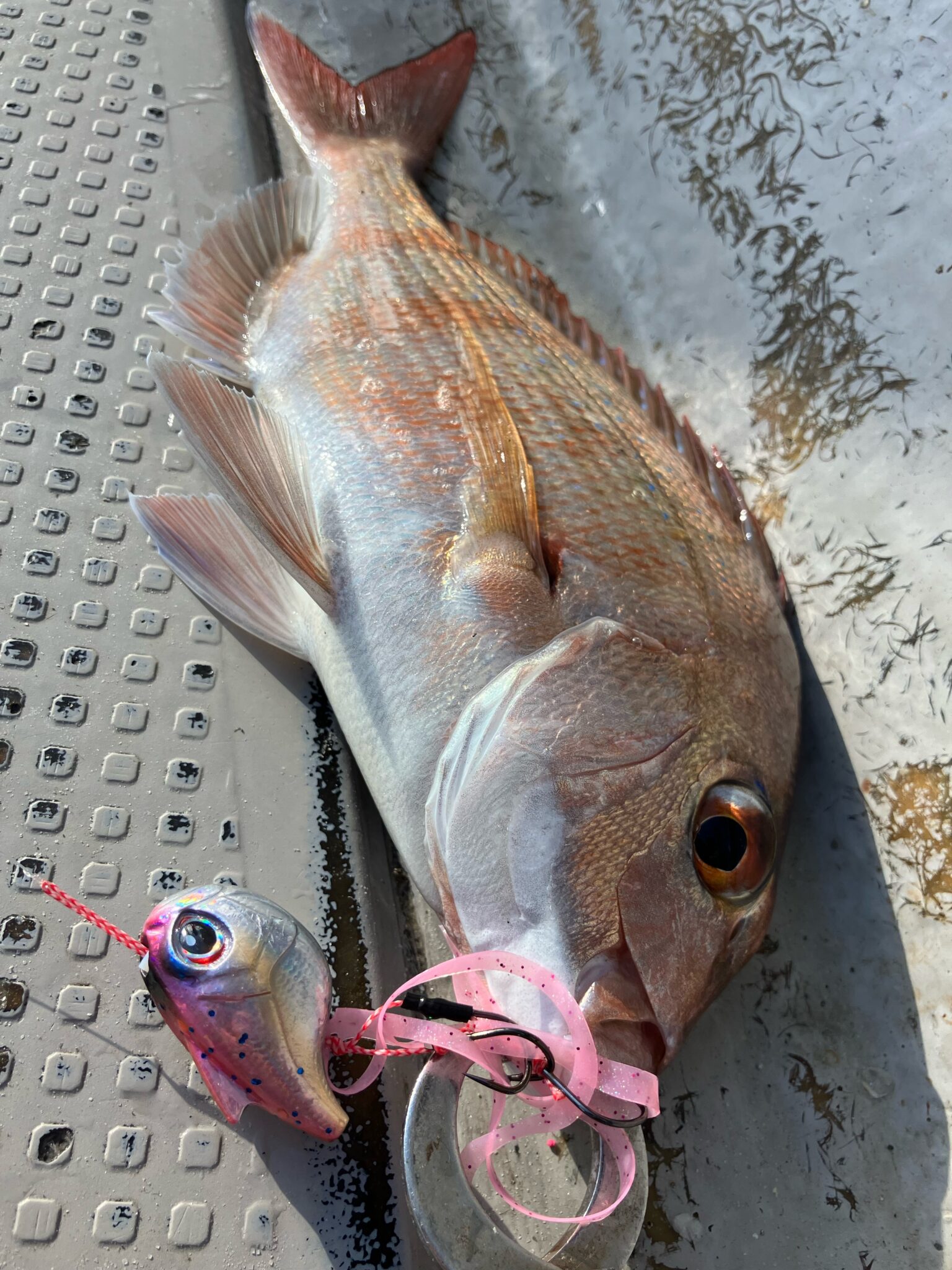 【絶版・超レア】新家邦紹 ブラジル釣行記 自然倶楽部9月号別巻 現役船長が伝授！【秋のジギング＆タイラバ入門解説】スピニング