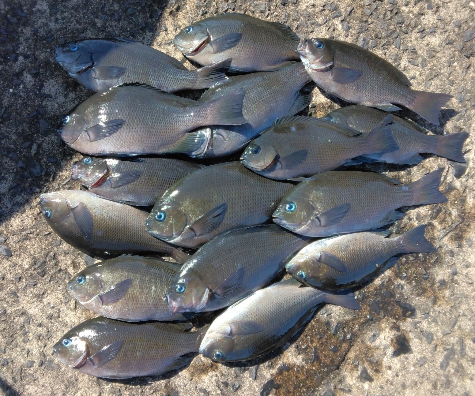 釣行記】堤防にフカセ釣りに行ってきました！ | かめや釣具