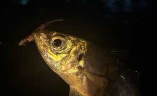 市内近郊アジの釣果