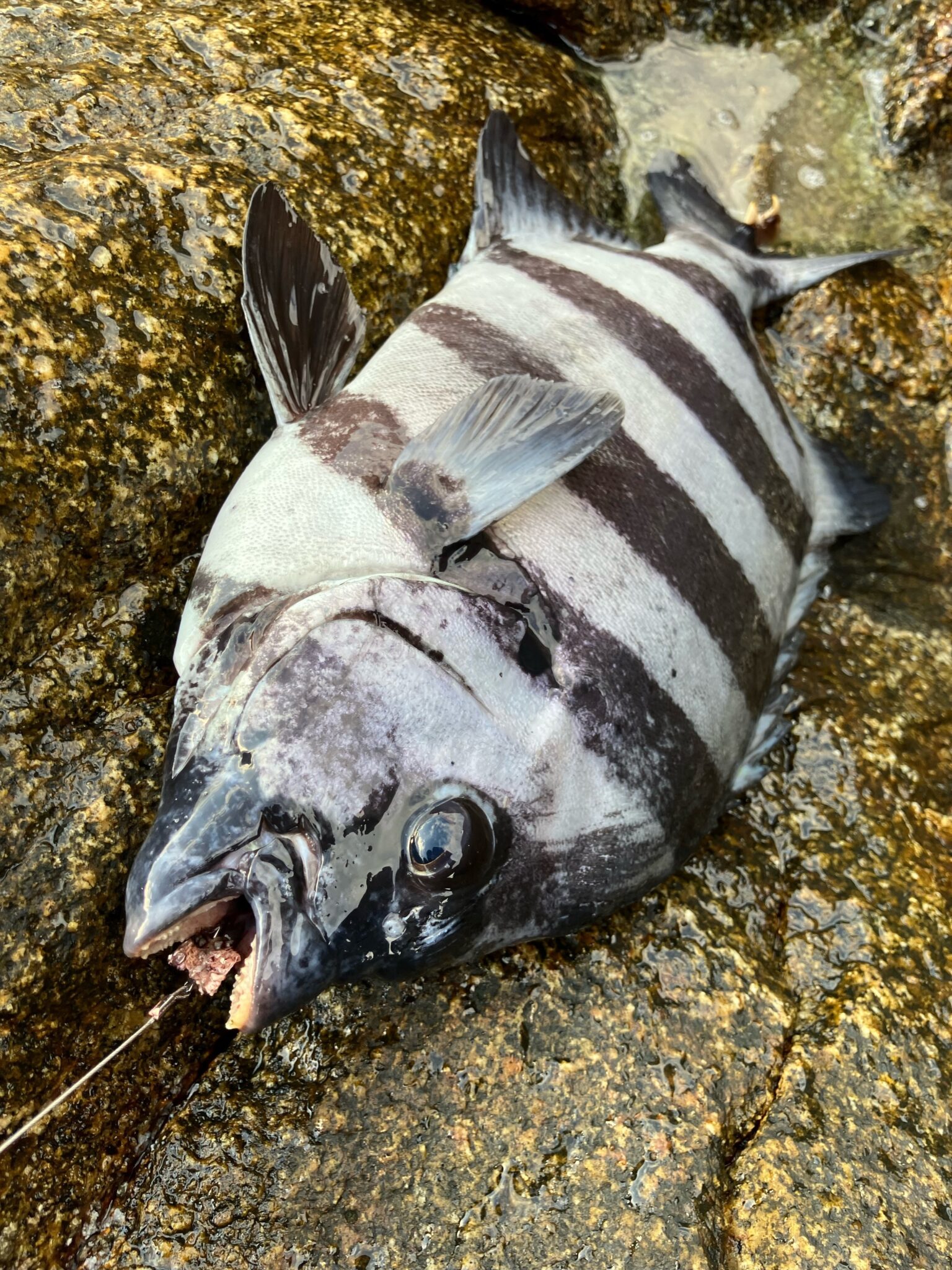 デカバンチャレンジin内之浦 | かめや釣具