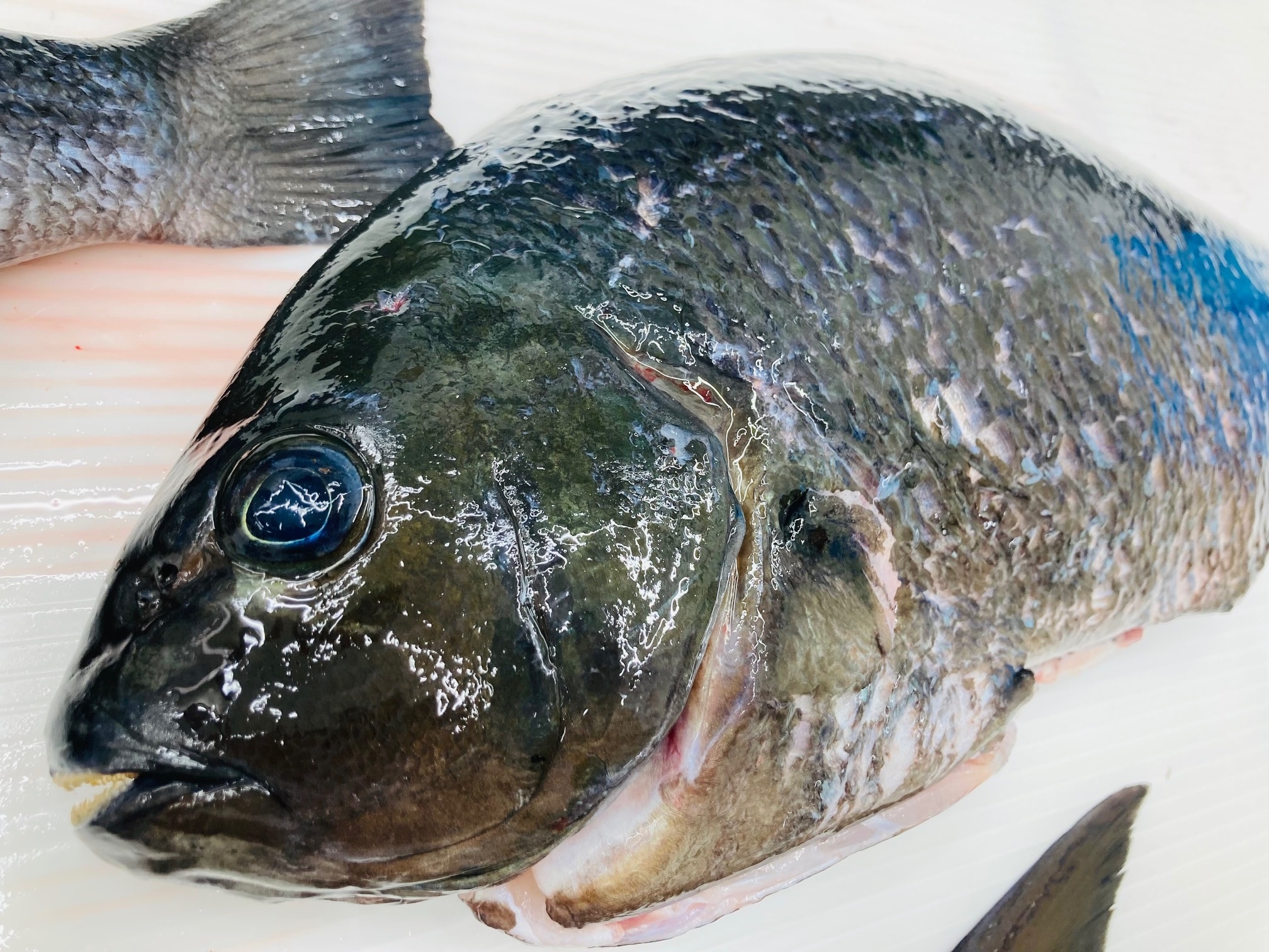 もちはだ×釣りよかでしょう。大幅値下げ。 釣果情報】MAX45㎝！ふかせ釣りにて口太・尾長グレの釣果！鹿児島姶良