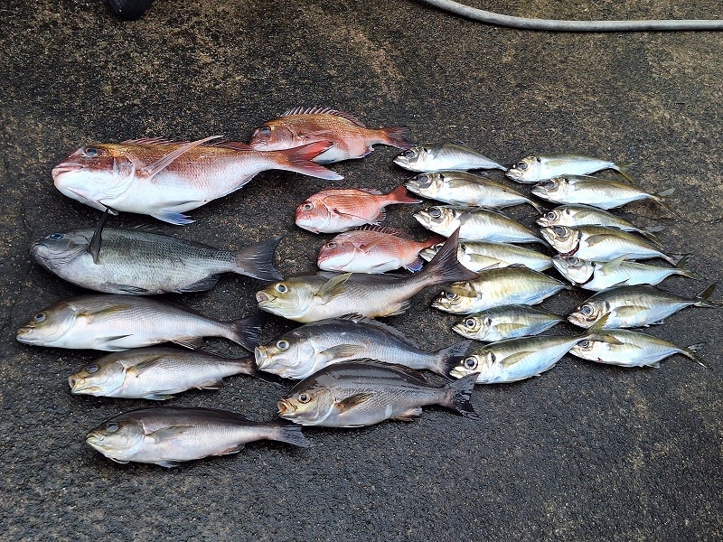 錦江湾奥！コマセ天秤釣り（海拓丸様）にて！！ | かめや釣具