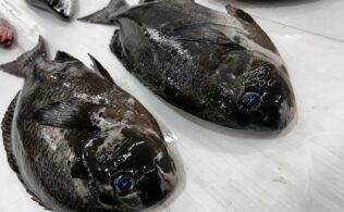 佐多方面にてクロの釣果頂きました！