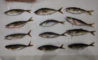 谷山方面にて夜釣りアジ釣果！鹿児島城南店