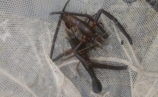 甲突川にて手長エビ捕獲！鹿児島城南店