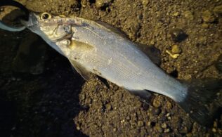 甲突川下流にてセイゴ釣果あり！鹿児島城南店