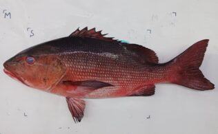 バラフエダイ釣果お持ち込みです！！！