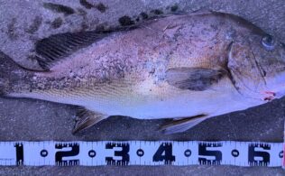 錦江湾 コロダイ 釣果 フィッシング都城