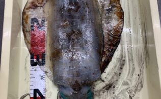 志布志方面　エギング　釣果　フィッシング都城