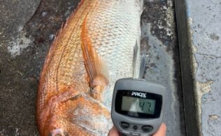 良型真鯛のお持ち込み！！　鹿児島姶良店