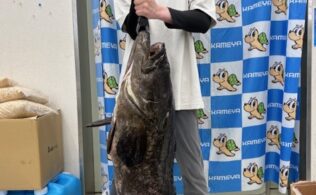 超ビッグな根魚の釣果お持ち込み！！　鹿児島姶良店