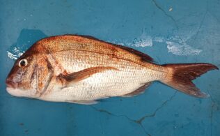 真鯛の釣果が出ております！