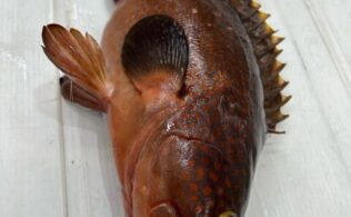 錦江湾内にて大型キジハタの釣果！