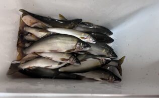 甲突川鮎釣果！鹿児島城南店
