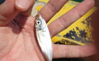 県南漁港で豆アジの釣果！！宮崎店