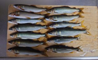 綾南川で鮎の釣果！！宮崎店