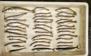 吹上方面にてキス釣果！鹿児島城南店