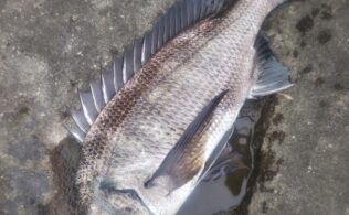 甲突川チヌ釣果！鹿児島城南店