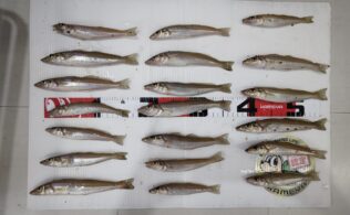 喜入方面にてキス釣果！かめや釣具城南店