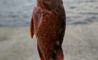 市内にてアラカブ釣果！鹿児島城南店