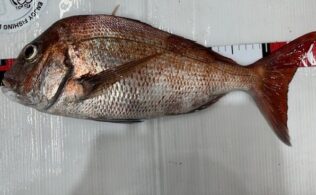 真鯛の釣果のお持ち込み頂きました！