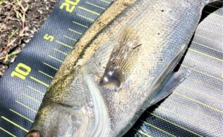 さららのさらっと釣行記♪シーバス釣り編
