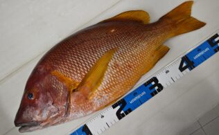 シブダイお持ち込み頂きました！鹿児島城南店