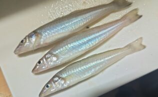 甲突川夜キス釣果！鹿児島城南店
