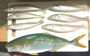 喜入方面キス・ヤズ釣果！鹿児島城南店