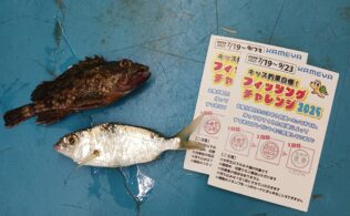 フィッシングチャレンジ釣果！　カサゴ釣れました！